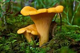 Chanterelle Mushroom Seeds for Planting, Brown