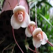 Monkey Face Light Pink Orchids Flower Seeds for Planting - Heirloom & Non-GMO Seeds for Planting Dhara Seeds