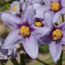 Solanum Flower Seeds for Planting, 100