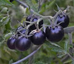 Tomato Seeds - Black Cherry