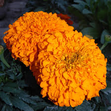 Orange Hybrid Marigold Seeds