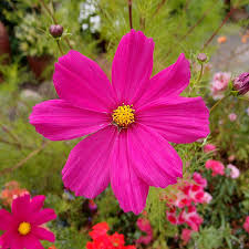 Cosmos 'Dazzler' Seeds for Garden and Container Planting