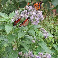 Heliotrope - Old Fashioned Seeds