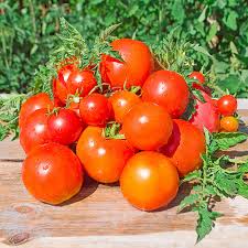 Tomato Seeds - Atkinson