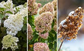 Hydrangea Panicle Seeds