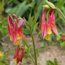 Columbine - Wild Seeds