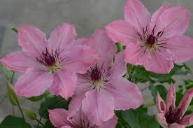 Clematis Sarah Elizabeth Seeds