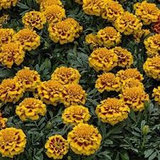 Yellow Bee Marigold Seeds