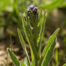 Cynoglossum Dioscoridis Seeds