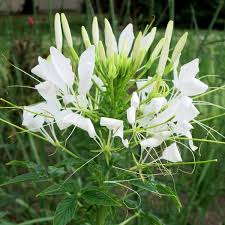 Cleome Seeds - White Queen