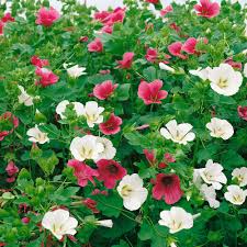 Malope Rose Seeds