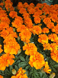 Janie Deep Orange Marigold Seeds