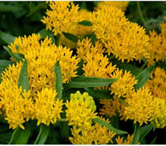 Butterfly Weed Yellow Seeds