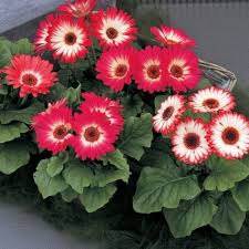 Red Bicolor Dark Eye Gerbera Seeds