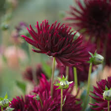 Dahlia Seeds (Semi-Cactus) - Black Narcissus