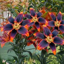 Lilium Forever Susan Asiatic Lily Seeds