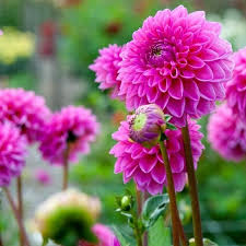 Dahlia Seeds (Ball & Decorative) - Pink Mix