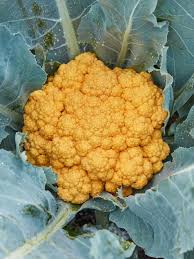 Clementine Hybrid Cauliflower Seeds