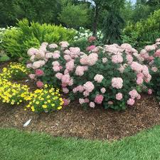 Hydrangea Incrediball Blush Smooth Hydrangea