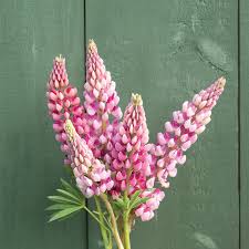 Russell Lupine Seeds - Chatelaine