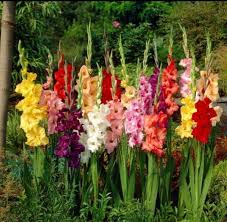 Gladiolus Flower Seeds - Rainbow Mix