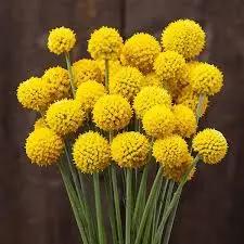 Craspedia Drumstick Yellow Sun Ball Flower Seeds for Planting - Heirloom & Non-GMO Garden Seeds Dhara Seeds
