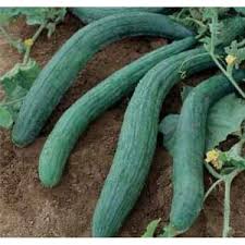 Cucumber Seeds - Armenian Dark Green