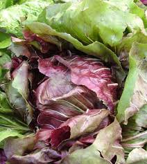 Indigo Radicchio Seed