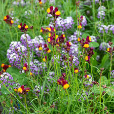 Linaria Cordoba Seeds