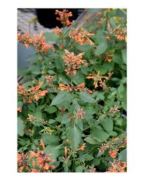 Agastache Kudos Mandarin Seeds