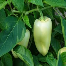 Sweet Pepper Seeds - White Bell