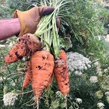 Carrot Seeds - Royal Chantenay