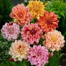 Dahlia Seeds - Rembrandt Mix