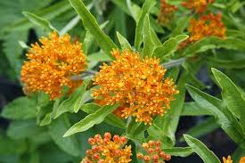 Butterfly Weed Seeds