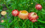 Strawflower Salmon Rose Seeds for Planting - Heirloom and Non-GMO Garden Seeds Dhara Seeds
