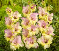 Gladiolus Flower Seeds - Mon Amour