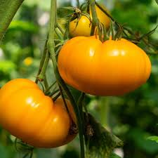 Tomato Seeds - Amana Orange