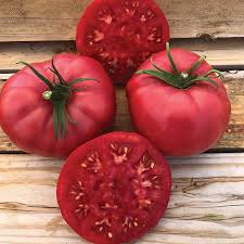 Tomato Seeds - Ponderosa Pink