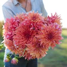 Dahlia Seeds (Dinnerplate) - Belle of Barmera