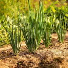 Onion Seeds (Bunching) - Evergreen White Nebuka