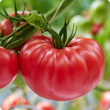 Tomato Seeds - Brandywine Red (RL)