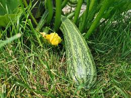 Squash (Summer) Seeds - Cocozelle