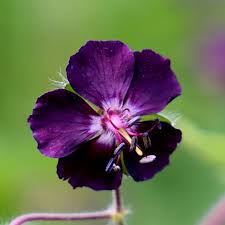 Geranium Raven