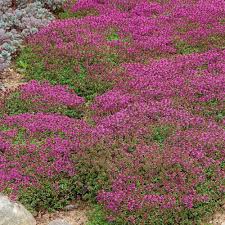 Thymus Coccineus Red Creeping Thyme Seeds