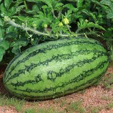 Watermelon Seeds - Jubilee Improved