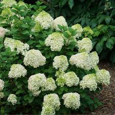 Hydrangea Little Lime Panicle Hydrangea