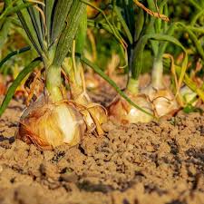 Onion Seeds (Organic) - Yellow Sweet Spanish