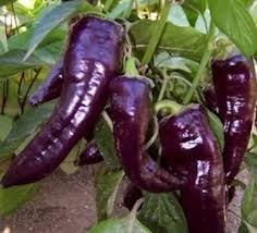 Hot Pepper Seeds - Jalapeno Purple