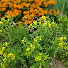 Hello Yellow Butterfly Flower Seeds