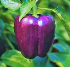 Sweet Pepper Seeds - Purple Beauty